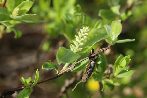 Catkin de Salix glauca, el sauce de hoja gris. - Foto, imagen
