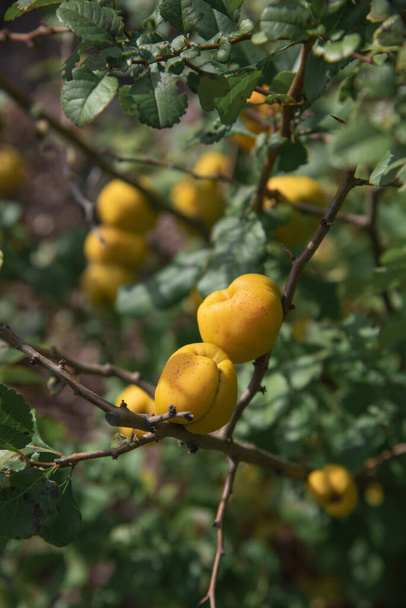 Vorderansicht der reifen Früchte einer japanischen Quitte auf einem Zweig im Sommersonnenlicht. - Foto, Bild