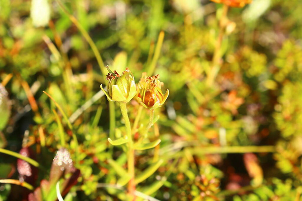 Fruits de saxifraga aizoides, la saxifrage jaune de montagne. - Photo, image