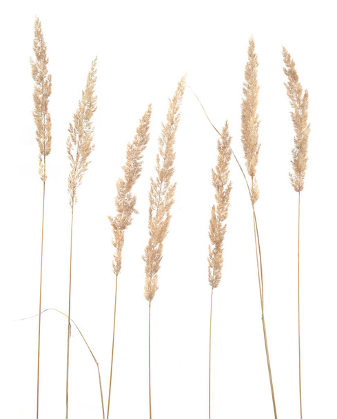 Dry reeds isolated on white background. Abstract dry  grass flowers, herbs - Foto, Imagem