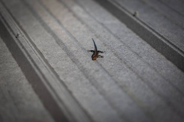錫の屋根の上に鮮やかな青色の尾を持つトカゲ - 写真・画像
