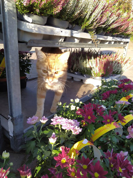 red cat in the sun between flowers in a pot on a shelf - Photo, Image