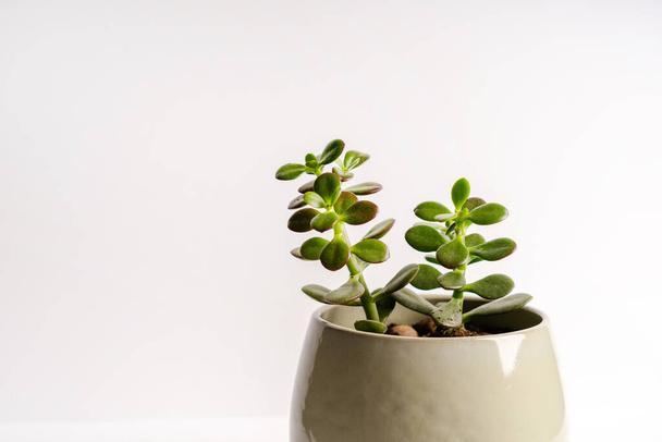 Minimalistisch modernes Banner einer Crassula-Pflanze im weißen Topf auf weißem Hintergrund, Platz für Text - Foto, Bild