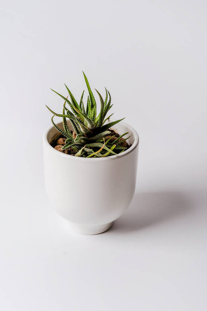 Minimalistyczny nowoczesny sztandar soczystej rośliny w białym garnku na białym tle, miejsce na tekst - Zdjęcie, obraz