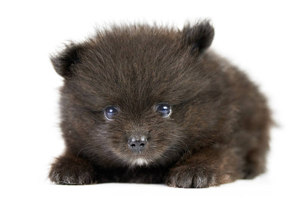 Pomeranian Spitz cachorro preto isolado. Cão pomerano preto bonito no fundo branco. raça Spitz puro-sangue, família amigável engraçado pom cão. - Foto, Imagem
