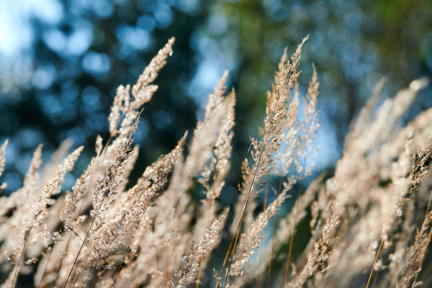 Calamagrostis epigejos trawa krzewu. Drewniana trawa z trzciny na polu. Piękny słoneczny krajobraz, letnie tło. - Zdjęcie, obraz