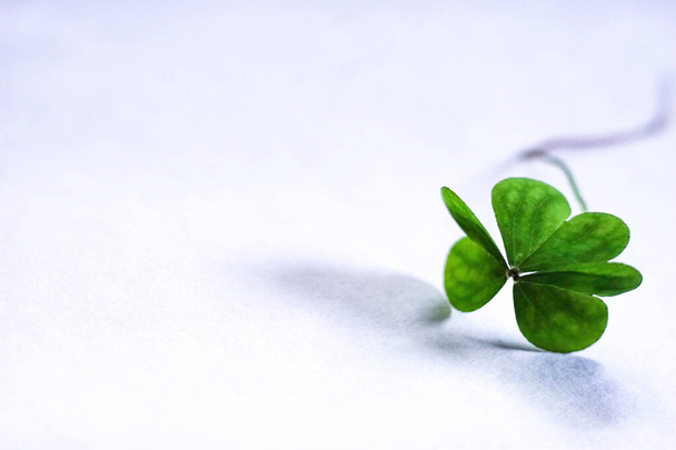 Shamrock on simple white and blue background. Template for design. Empty space for text. - Photo, Image