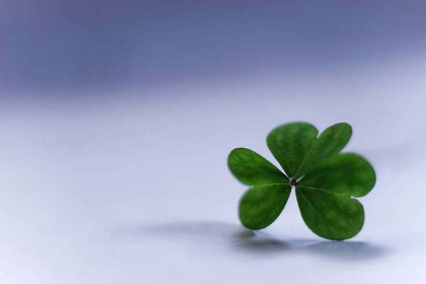 Shamrock on simple white and blue background. Template for design. Empty space for text. - Photo, Image