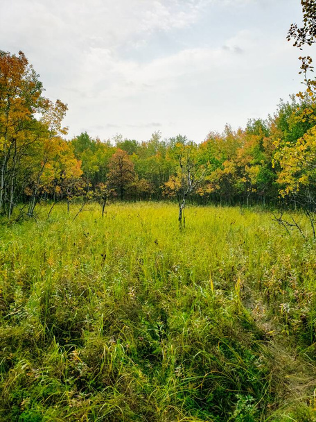Una hermosa escena otoñal de un claro rodeado de árboles cubiertos de hojas de color amarillo dorado en Assiniboine Forest, Winnipeg, Manitoba, Canadá - Foto, imagen