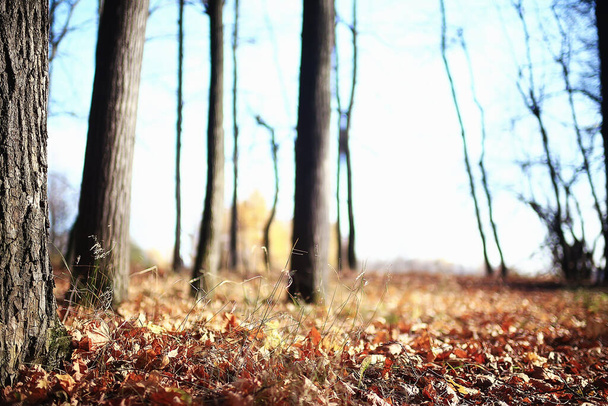 autumn season landscape in park, view of yellow trees alley background - Φωτογραφία, εικόνα