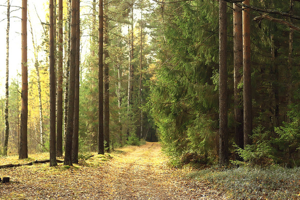 golden autumn forest landscape, mixed forest view, taiga, nature in october - Fotoğraf, Görsel