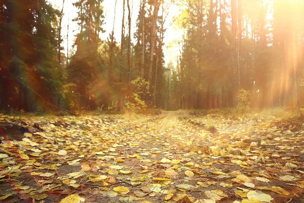 golden autumn forest landscape, mixed forest view, taiga, nature in october - Fotó, kép