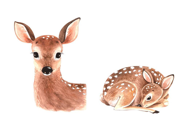 かわいい子鹿の水彩画のセット、白を背景に隔離された動物。手描きでクローズアップ - 写真・画像