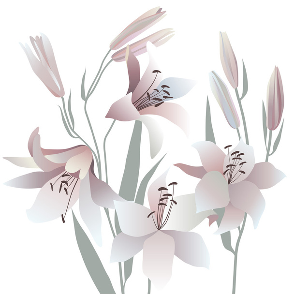 witte lelies - Vector, afbeelding