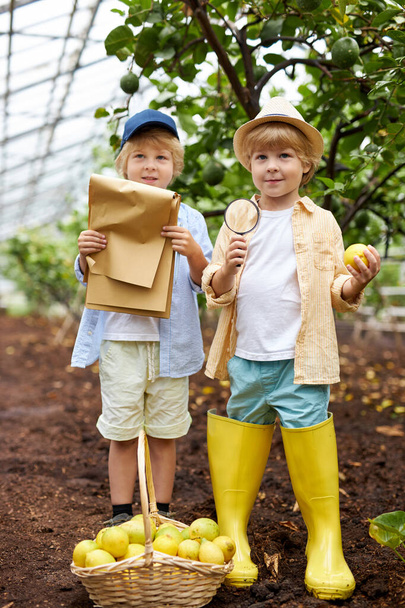 little volunteers collect lemons in lemonarium of garden - Foto, imagen
