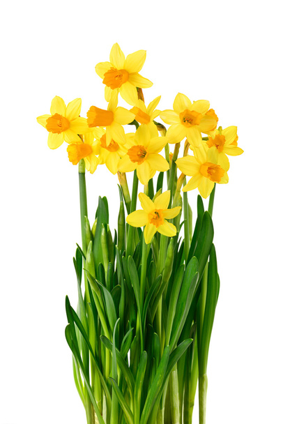 Blossoming daffodils isolated on white - Fotó, kép