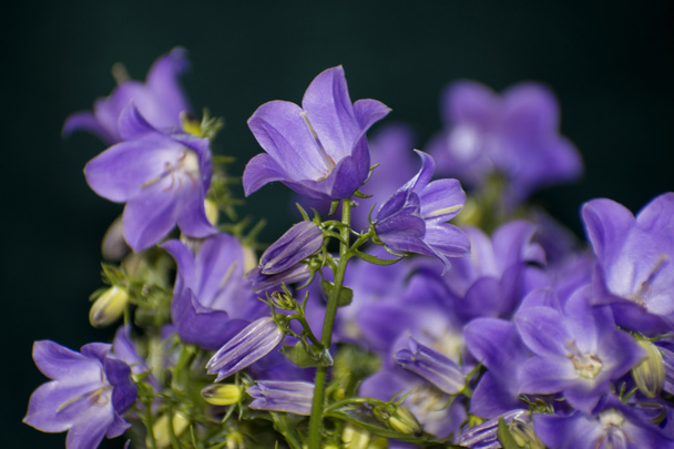 Detalhes de flores campanula selvagens brilhantes com fundo escuro - Foto, Imagem