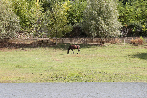 Cheval sur la rive mangeant de l'herbe. Plan cadré horizontalement. - Photo, image