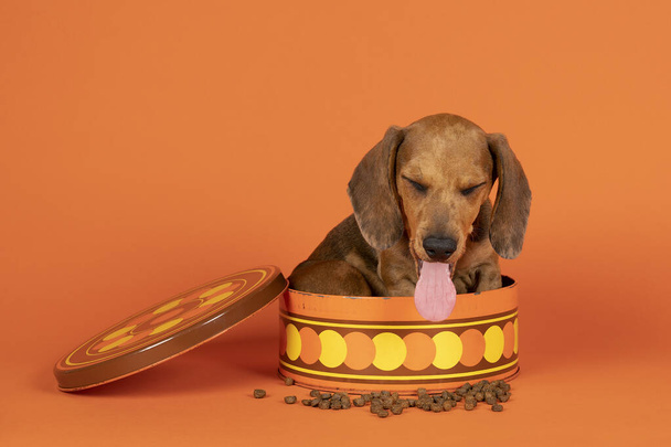 Turuncu bir arkaplanda izole bir şekilde turuncu bir kurabiye üzerinde oturan kahverengi bir dachshund yavrusunun portresi. - Fotoğraf, Görsel