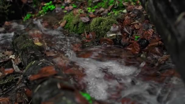 Un arroyo fresco y limpio en el lado de una montaña en un pintoresco bosque de musgo viejo. El manantial fluye de un manantial en un bosque verde entre árboles caídos. - Imágenes, Vídeo