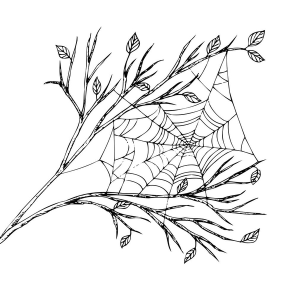 Het spinnenweb hangt tussen de takken. Indiase zomer. Monochrome schets. Zwart geïsoleerd op witte achtergrond. Handgetekende vector Illustratie. - Vector, afbeelding