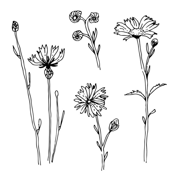 Herbs and flowers vector sketch collection, isolated on white background - Vektor, kép