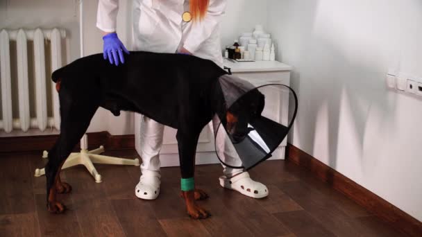 Há um cão no colarinho eletrônico que é examinado por um veterinário - Filmagem, Vídeo