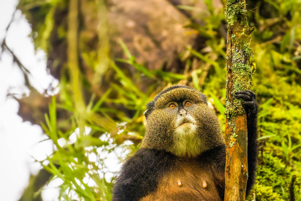 Дикая и очень редкая золотая обезьяна (Cercopithecus kandti) в тропических лесах. Уникальные и находящиеся под угрозой исчезновения животные вблизи природной среды обитания. - Фото, изображение