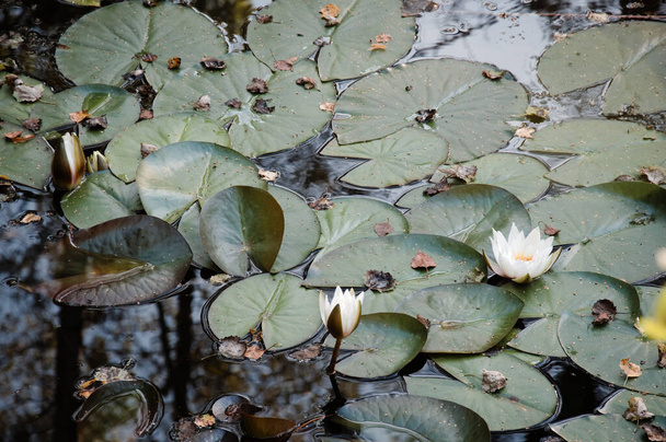 Üç beyaz su zambağı. Su yüzeyinde güzel beyaz zambak yaprakları ve çiçekleri  - Fotoğraf, Görsel