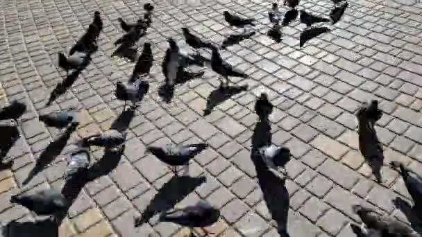 Часовий проміжок хаотичний швидкий рух голубів під час годування на відкритому повітрі
 - Кадри, відео