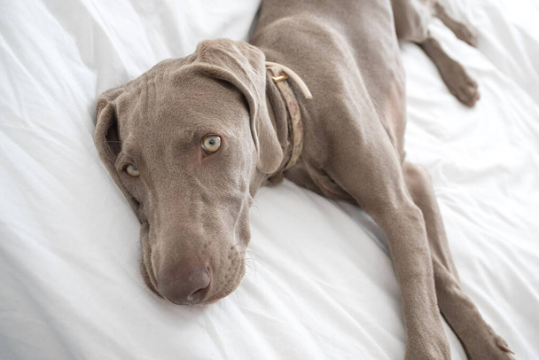 Уставшая сонная собака Веймаранер, отдыхающая и лежащая на кровати с белым постельным бельем в спальне - Фото, изображение