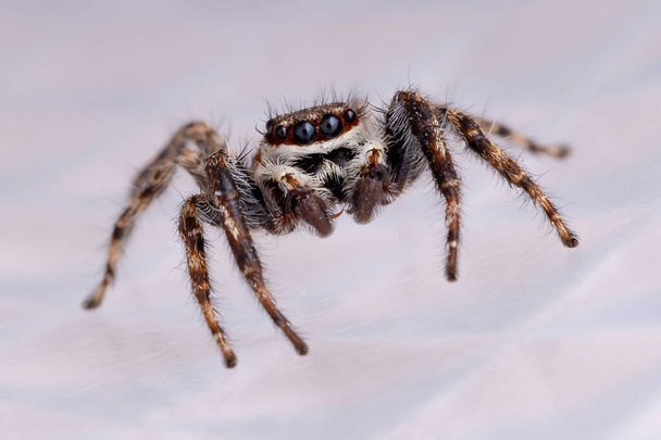 Harmaa Seinähyppäys Menemerus bivittatus lajin hämähäkki - Valokuva, kuva