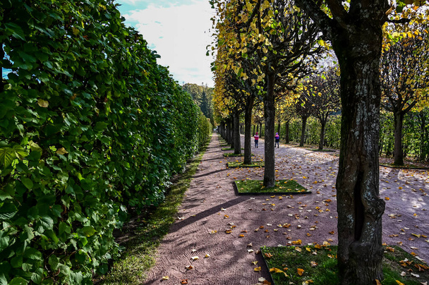 színes ősz. Puskin, Szentpétervár. Oroszország A Catherine Palota hátsó udvara. - Fotó, kép