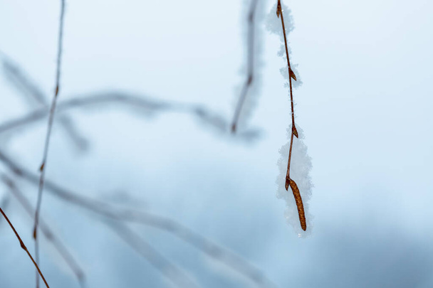 Winter frost on birch tree branches. First snow in winter time - Fotografie, Obrázek