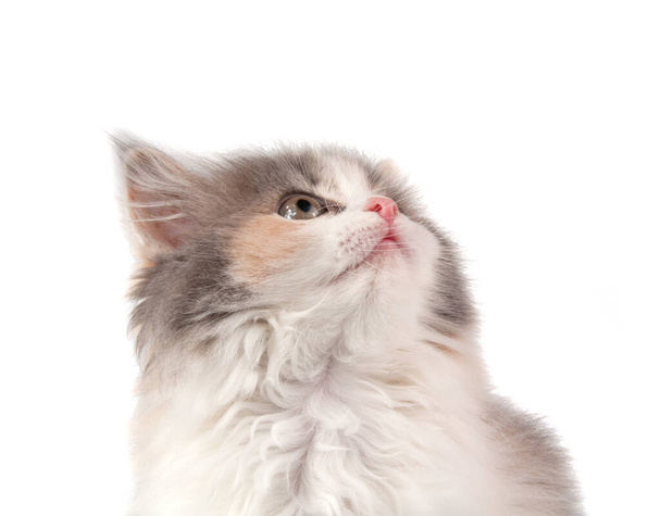 Cute fluffy kitten different bright color on the white - Photo, Image