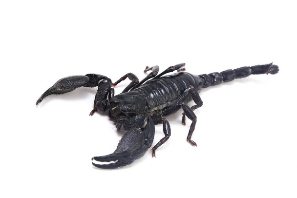 Escorpión del bosque negro asiático (Heterometrus) Los insectos venenosos se pueden encontrar en los bosques tropicales de Asia aislados sobre un fondo blanco - Foto, imagen