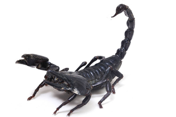 Černý asijský lesní škorpión (Heterometrus) Jedovatý hmyz lze nalézt v tropických pralesích v Asii izolovaných na bílém pozadí - Fotografie, Obrázek