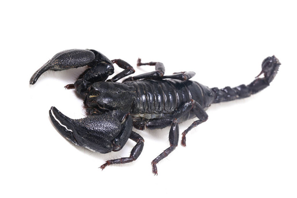 Black Asian forest scorpion (Heterometrus) Δηλητηριώδη έντομα μπορούν να βρεθούν σε τροπικά δάση της Ασίας απομονωμένα σε λευκό φόντο - Φωτογραφία, εικόνα