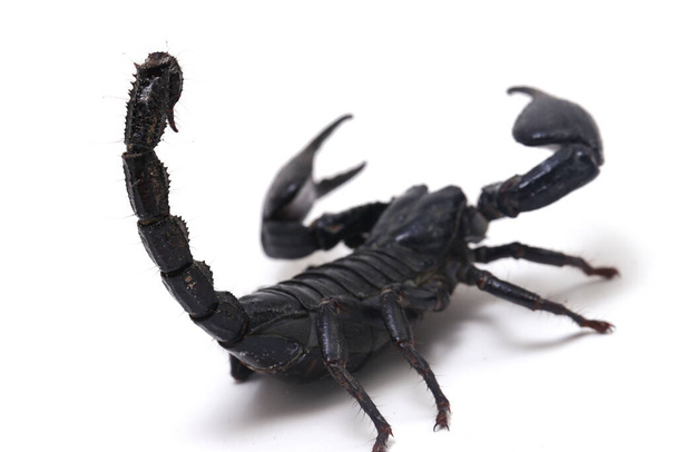 Černý asijský lesní škorpión (Heterometrus) Jedovatý hmyz lze nalézt v tropických pralesích v Asii izolovaných na bílém pozadí - Fotografie, Obrázek