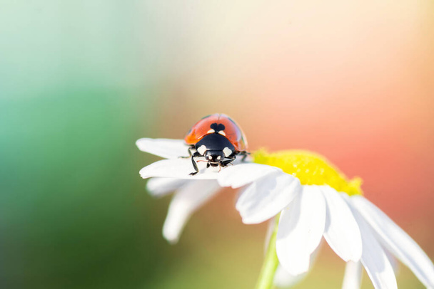 small red ladybug on a Daisy flower close up - 写真・画像
