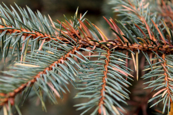 Spruce branches for the background, look like pine branches - Photo, Image