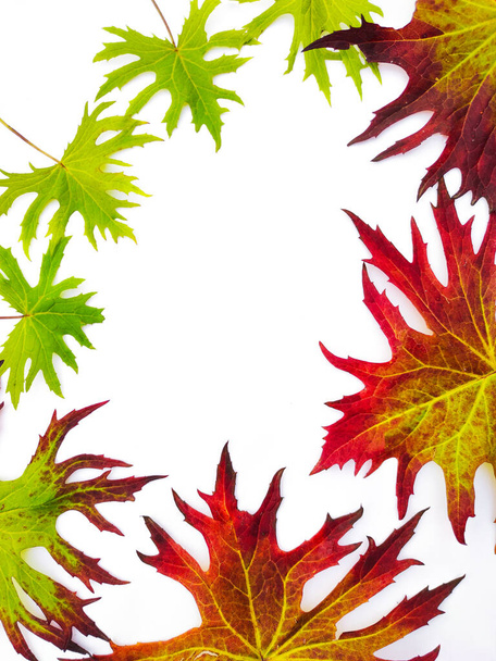 Leaves of a flower of a Buzulnik of different color and size in the autumn period on a white background. - Foto, Imagem