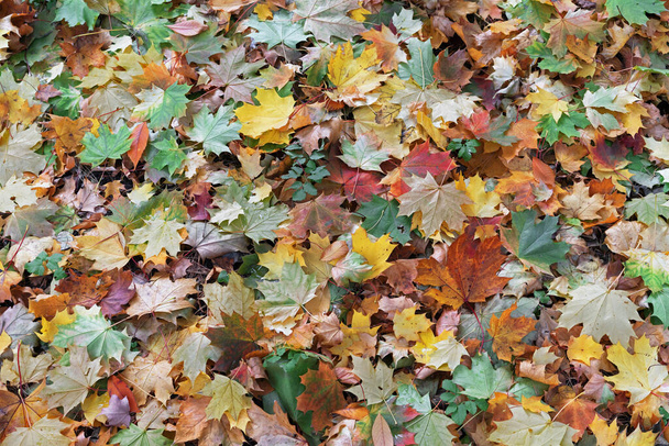 Різнокольорові кленові листя. Фон з осіннім листям
. - Фото, зображення