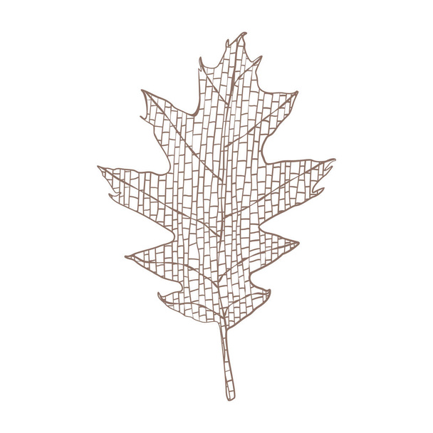 Sonbahar meşe yaprağı. El çizimi vektör çizimi beyaza izole edildi - Vektör, Görsel