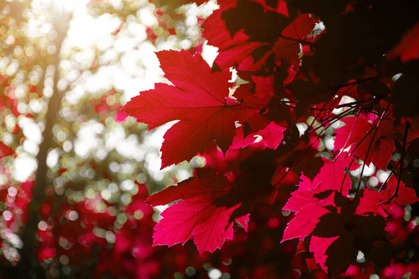 Sonbahar yaprağı kırmızı renk fotoğrafçılığı - Fotoğraf, Görsel