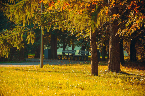 Πάγκοι στο πάρκο.Φθινόπωρο τοπίο με ακτίνες του ήλιου στο γρασίδι φυσικό περιβάλλον ξύλινο παγκάκι στο Πάρκο κατά τη διάρκεια της ημέρας φόντο της φύσης - Φωτογραφία, εικόνα