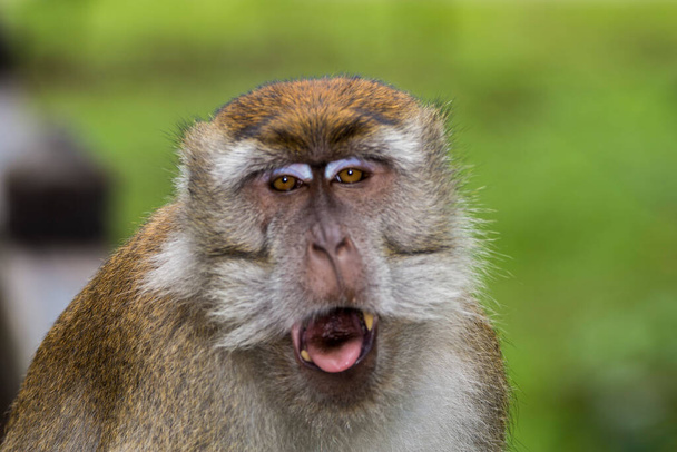 Małpa Macaque w lesie deszczowym w Bako, Borneo - Zdjęcie, obraz