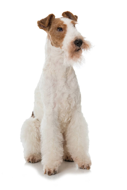 Fox terrier dog isolated on white - Photo, Image