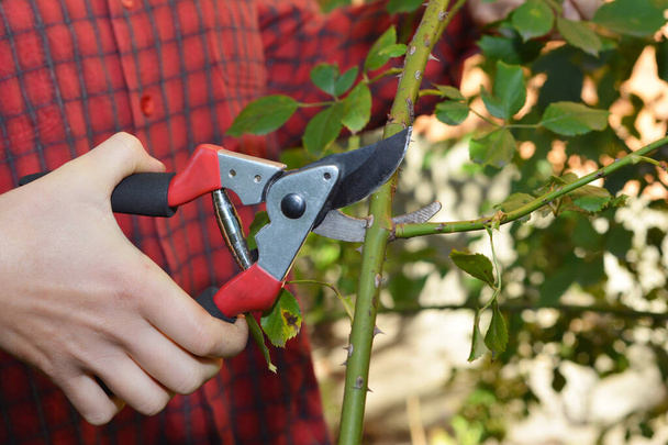 Садовник обрезает розу с помощью обрезки ножниц, чтобы стимулировать новые цветы роз. - Фото, изображение