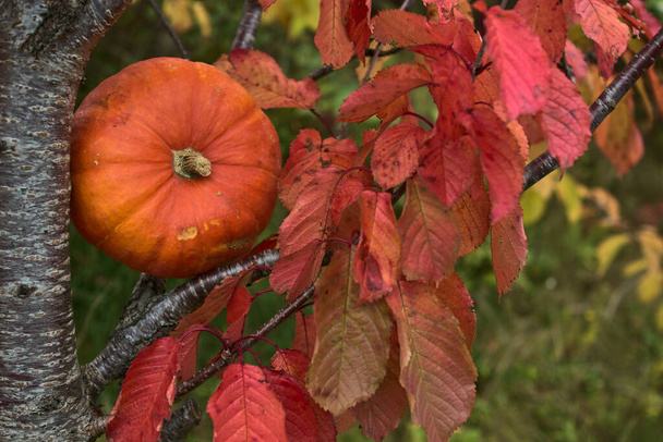 Krásná podzimní jednooranžová dýně na podzimním třešňovém stromě s červenými listy. Podzimní sklizeň pozadí. Fall vibes - Fotografie, Obrázek